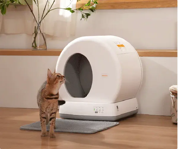  MeoWant